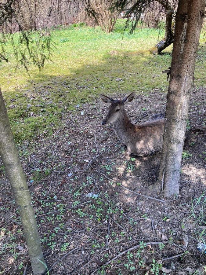 Nauczycielskie Centrum Zakopane Bagian luar foto